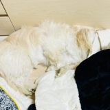 ラッティと私とトレーニング